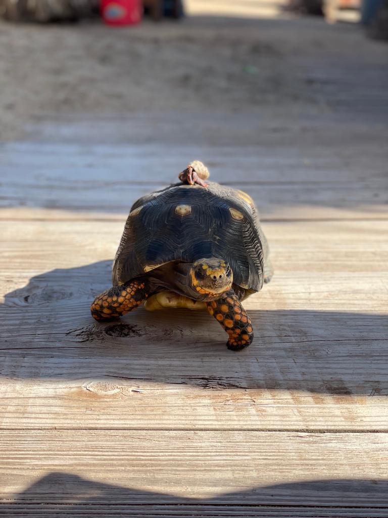 Turtle in Sint Maarten